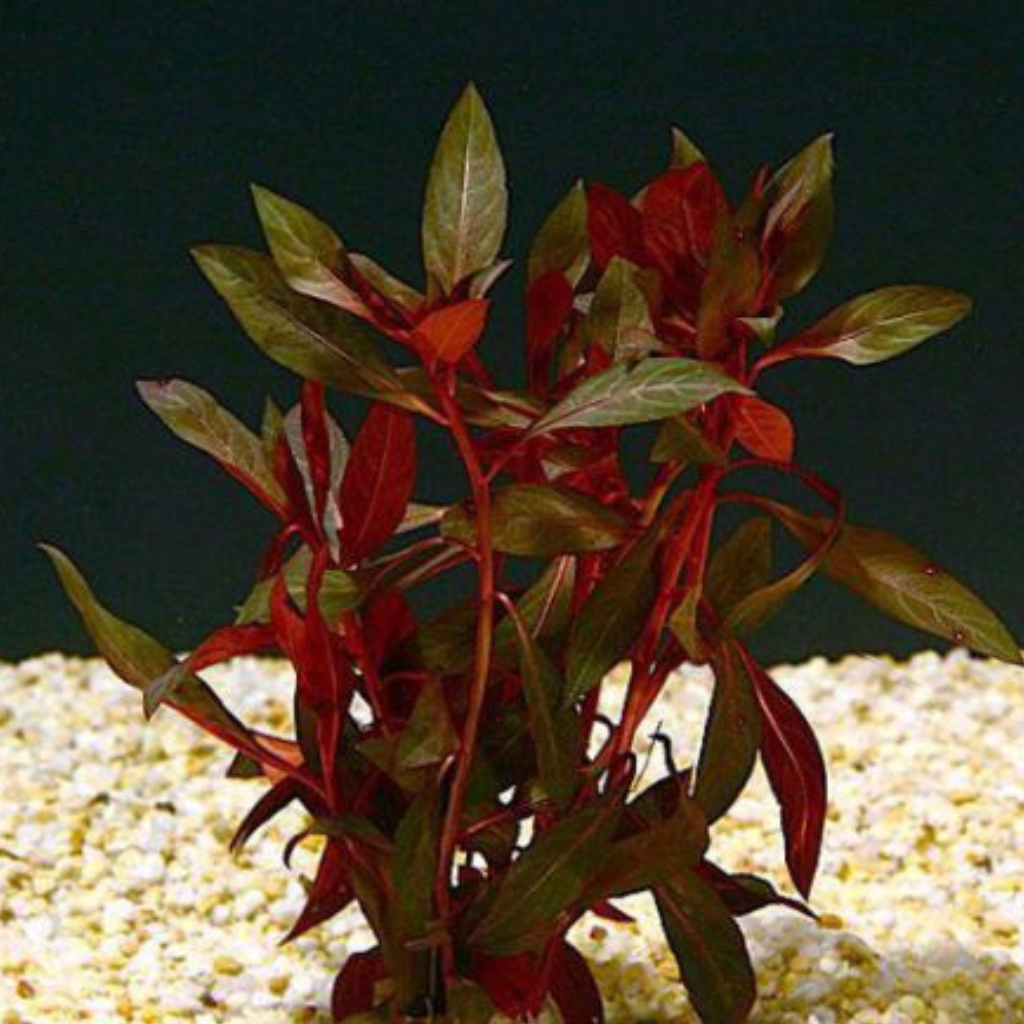 Ludwigia peruensis Aquatic Plant