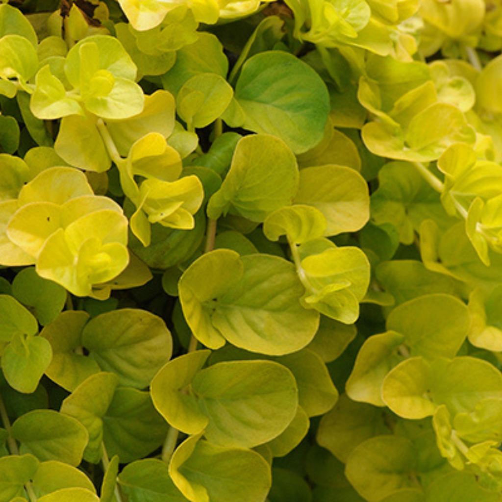 Lysimachia Gold Aquatic Plant 