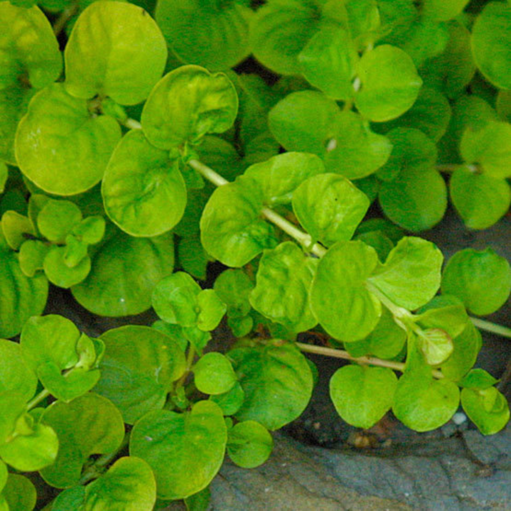 Lysimachia Green Aquatic Plant 