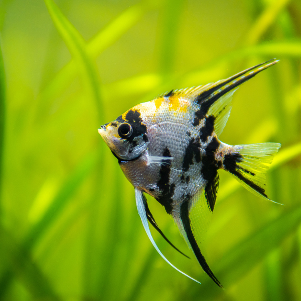Marble Angelfish Freshwater Tropical Fish Cichlid