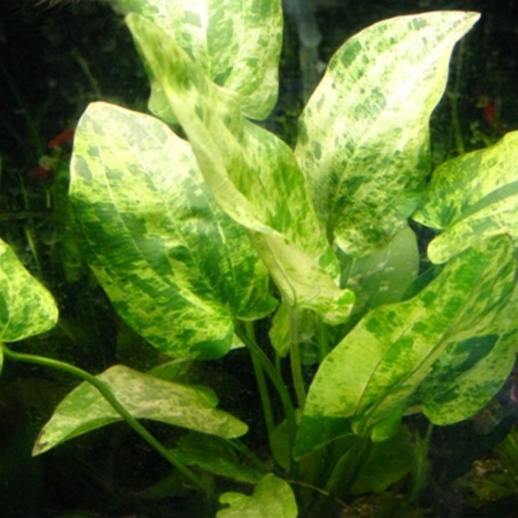 Marble Queen Sword Aquatic Plant  