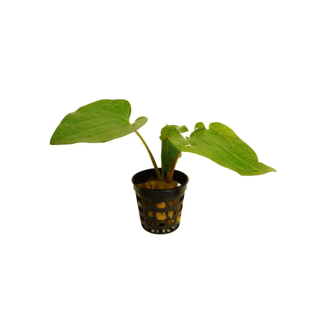 Mouse Ears Saururus cernuus Aquatic Plant