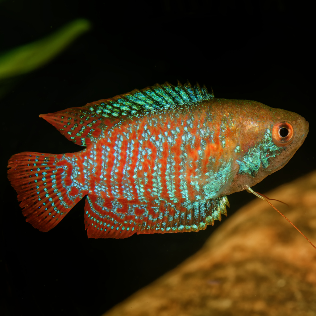 Neon Dwarf Gourami trichogaster lalius Freshwater Tropical Fish 