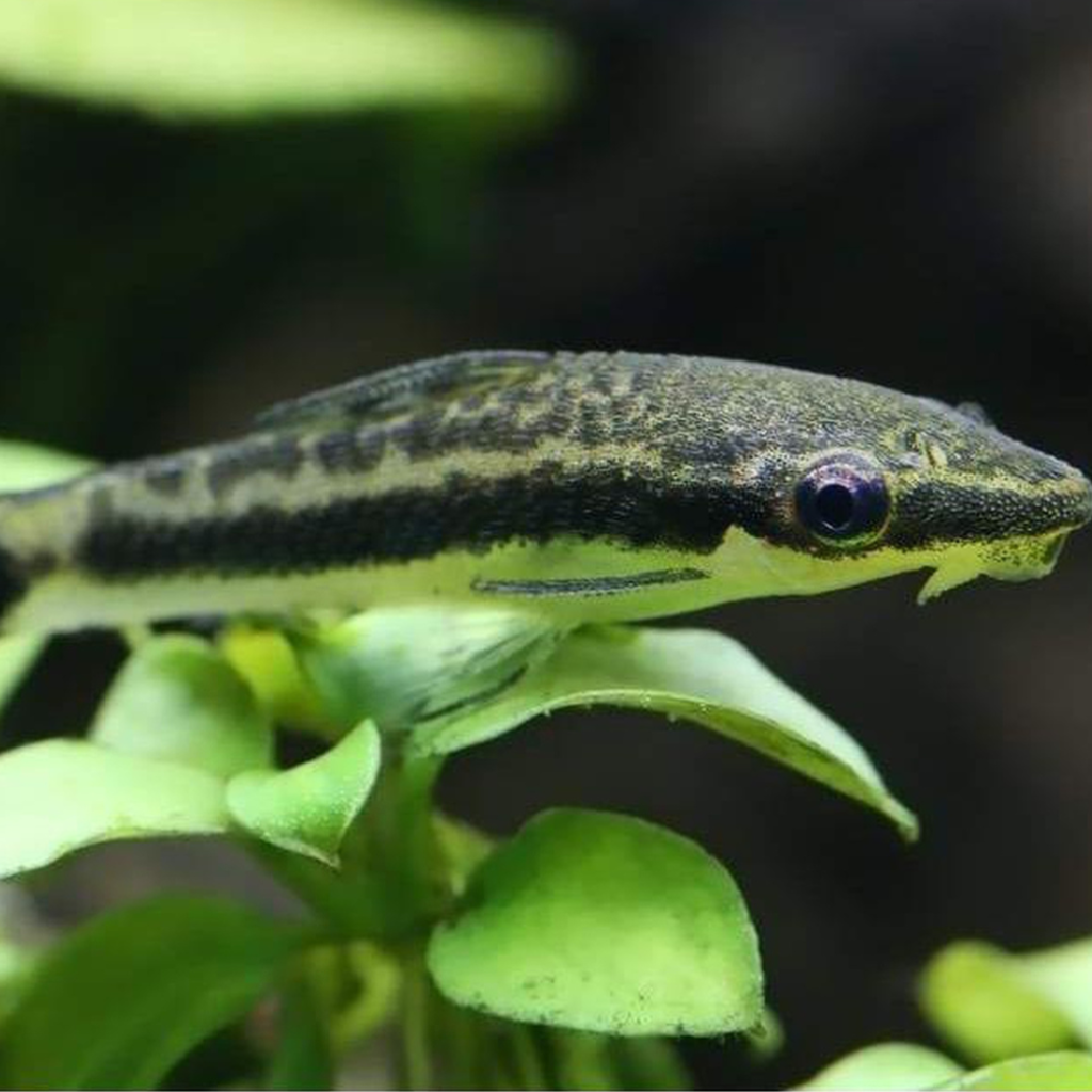 Otocinclus Freshwater Tropical Fish Algae Eater 