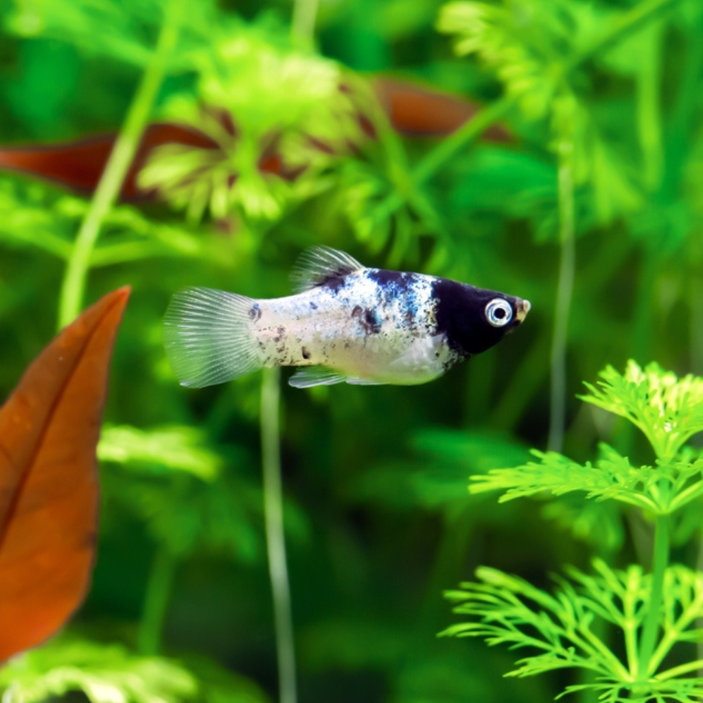 Panda Platy Freshwater Tropical Fish 