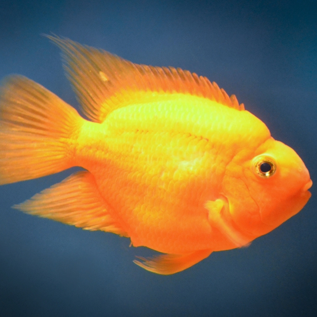 Parrot Cichlid Freshwater Tropical Fish 