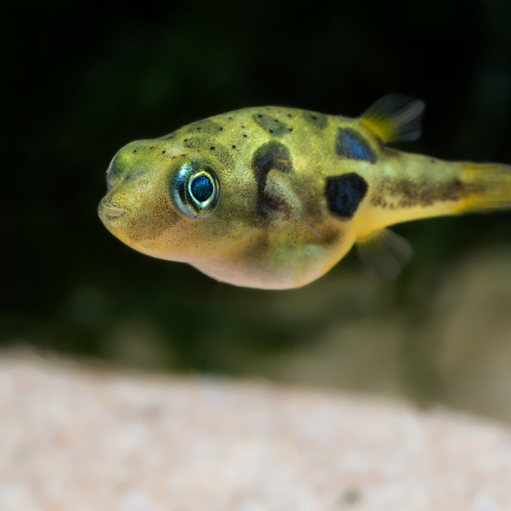 Pea Puffer Freshwater Puffer Fish 