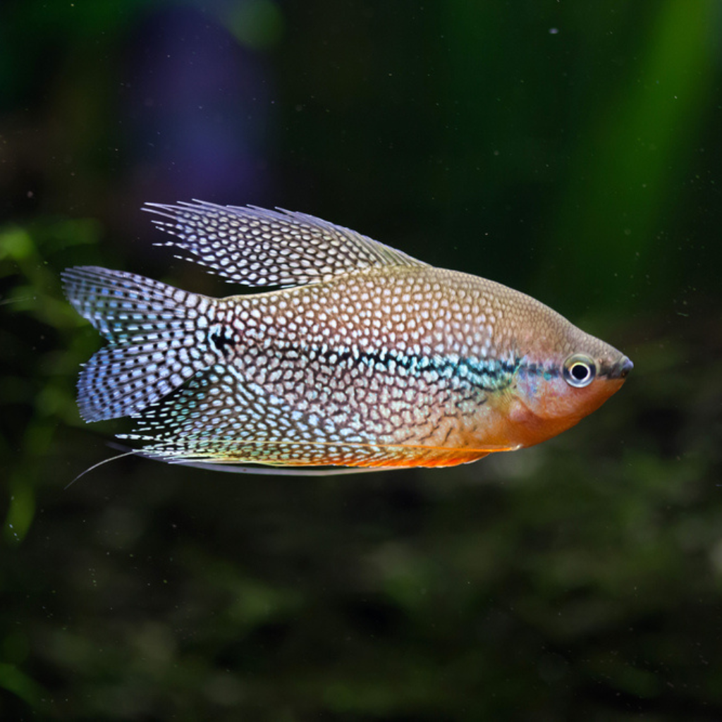 Pearl Gourami Freshwater Tropical Fish