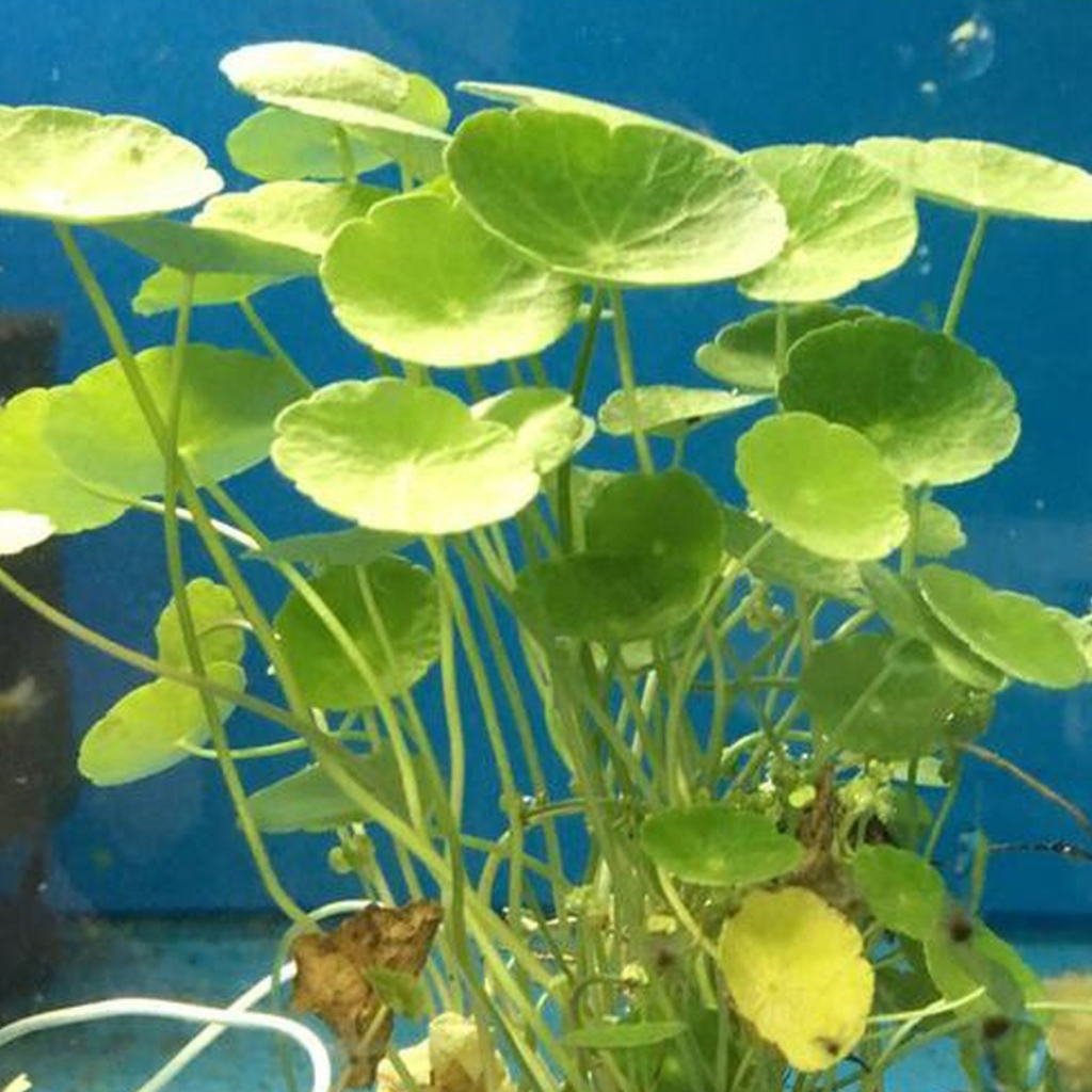 Pennywort Freshwater Tropical Plant 