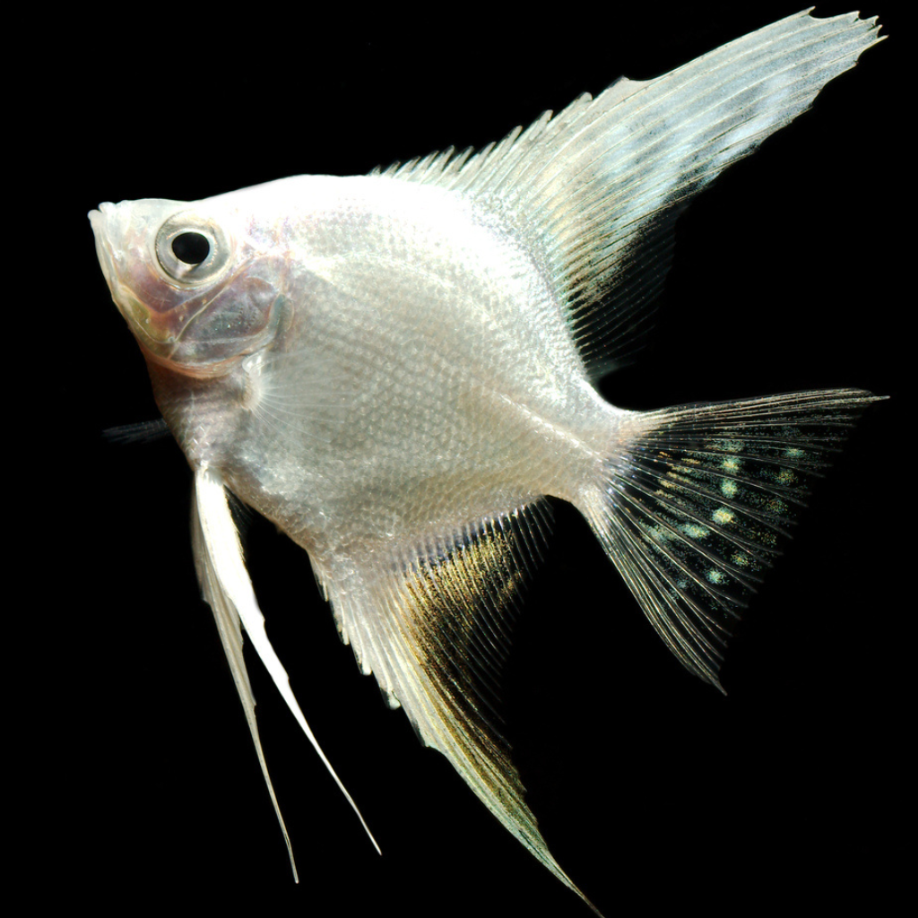 Platinum Angelfish Freshwater Tropical Fish Cichlid