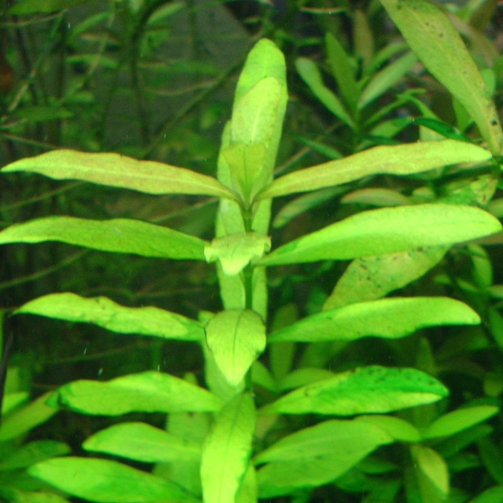 Hygrophila polysperma Aquatic Plant 