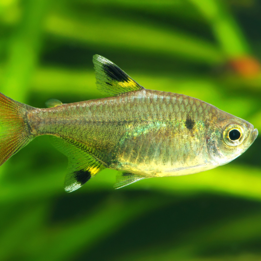 Tropical top fish tetra