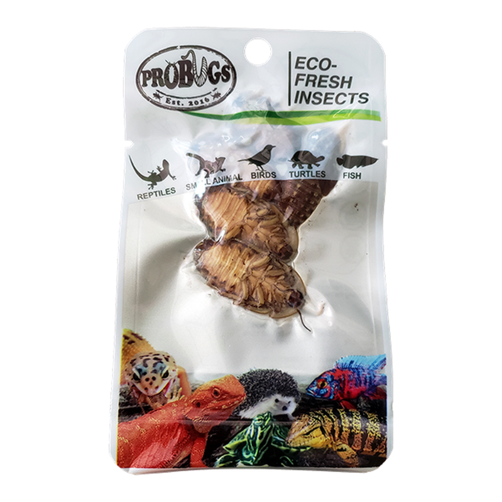 Probugs Dubia Cockroach 5 Pack fish and reptile food