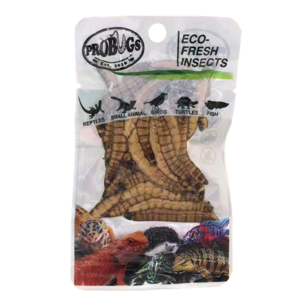 Pro Bugs Superworms 20g Fish and Reptile Food