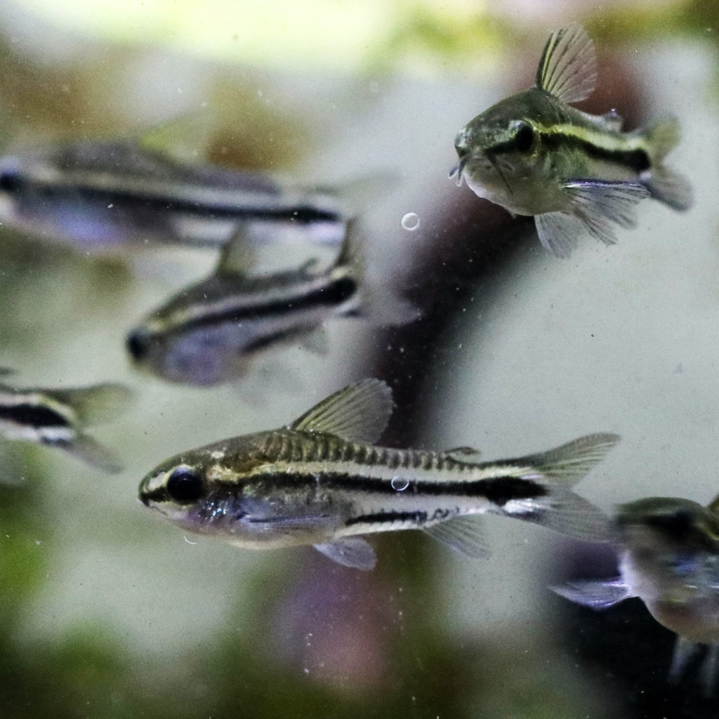 Pygmy Corydoras Freshwater Tropical Catfish