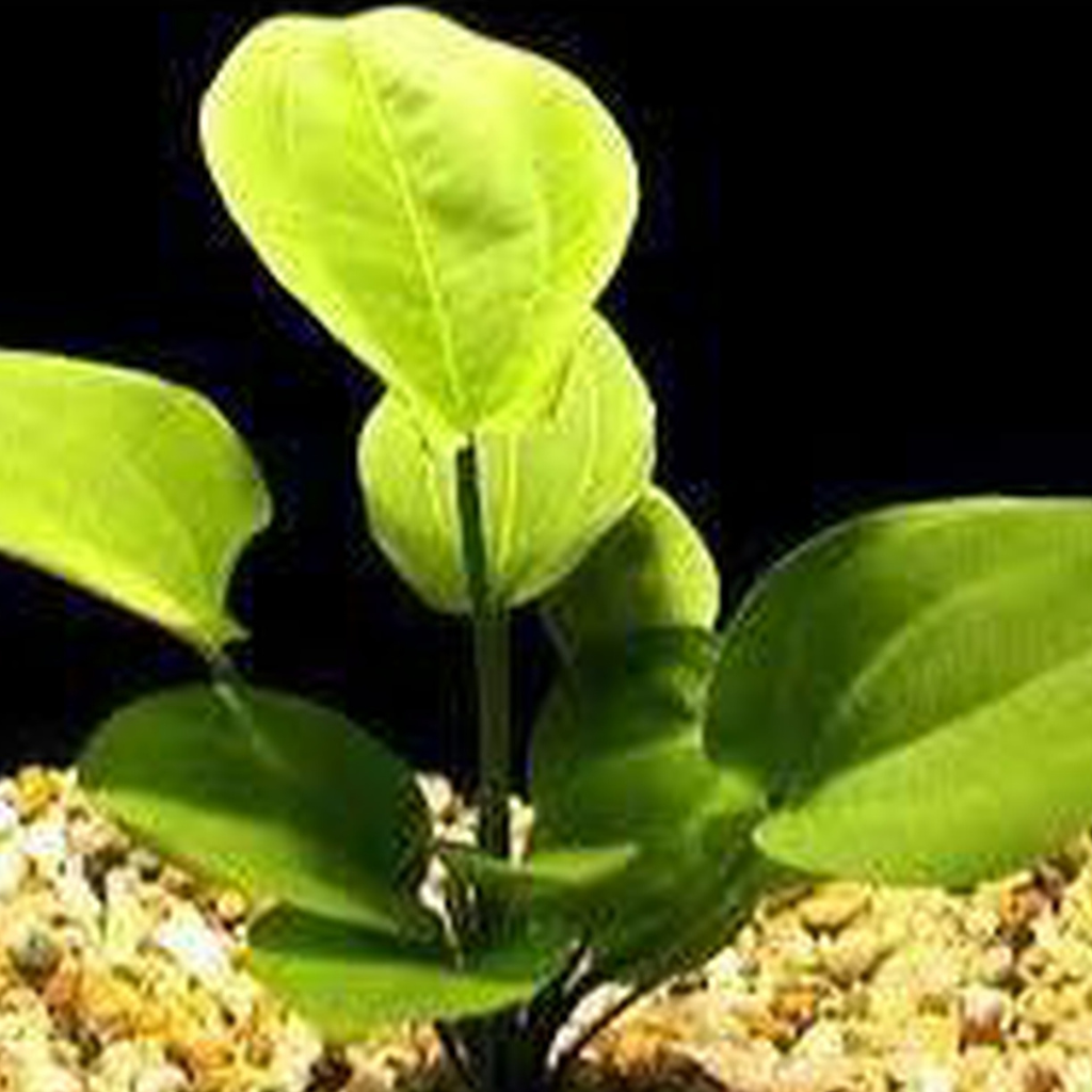 Echinodorus Radicans Freshwater Tropical Plant