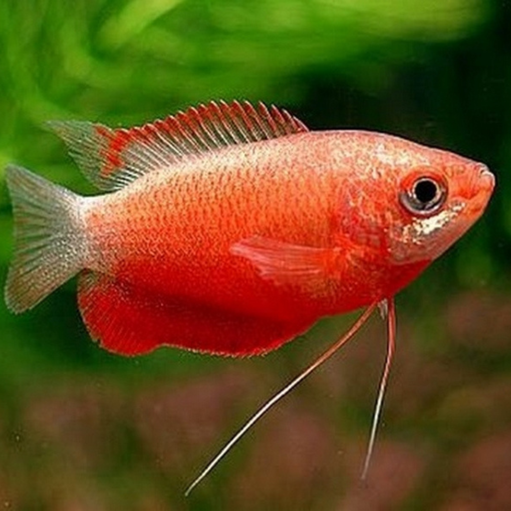 Red Honey Dwarf Gourami TrIchogaster chuna Freshwater Tropical Fish