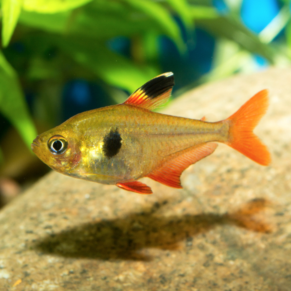 Red Phantom Tetra  Hyphessobrycon sweglesi Freshwater Tropical Fish 
