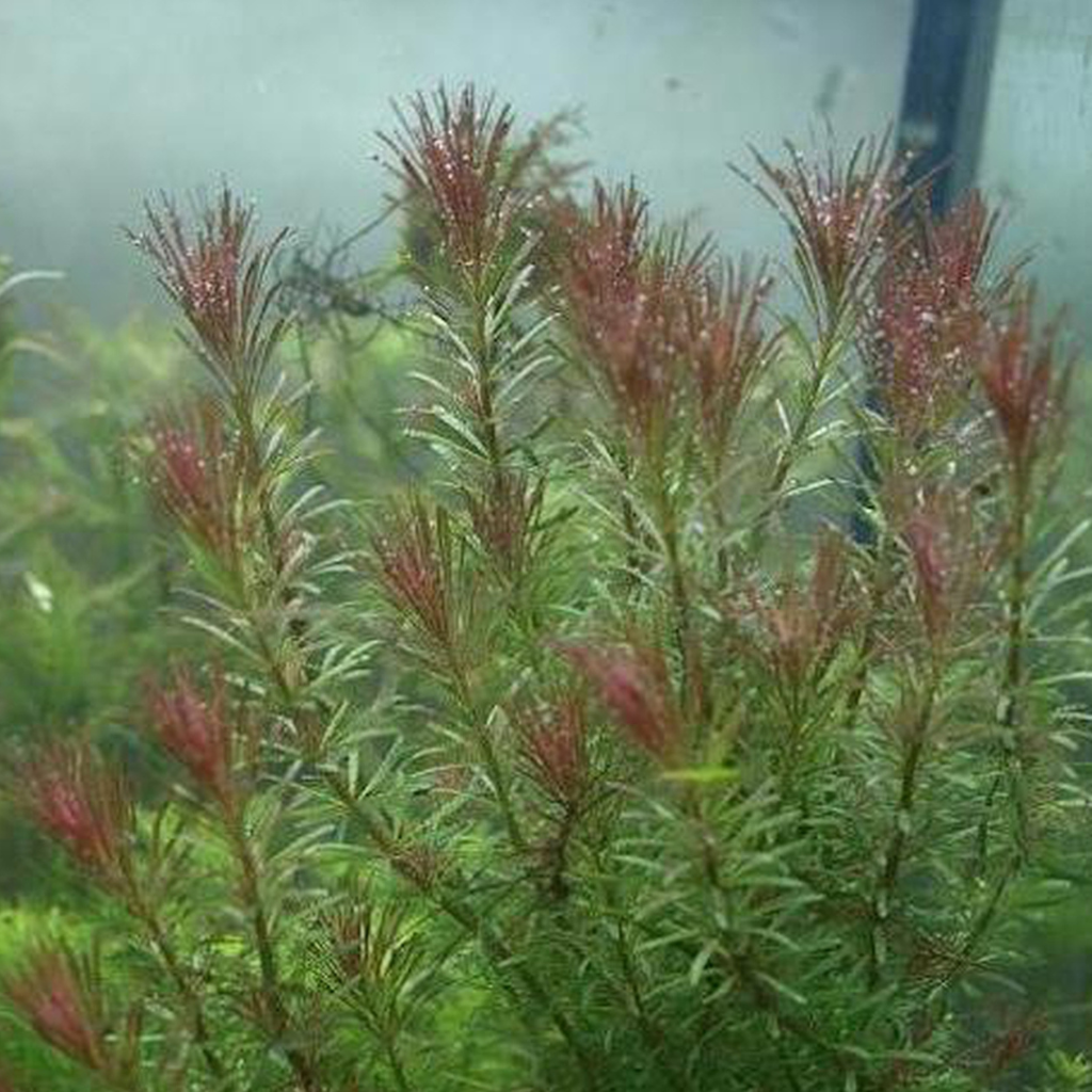 Rotala wallichii  AKA Red Pine Aquatic Plant 