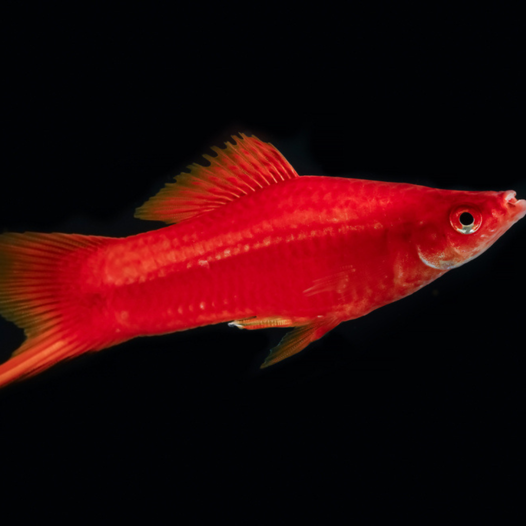Red Swordtail Freshwater Tropical Fish
