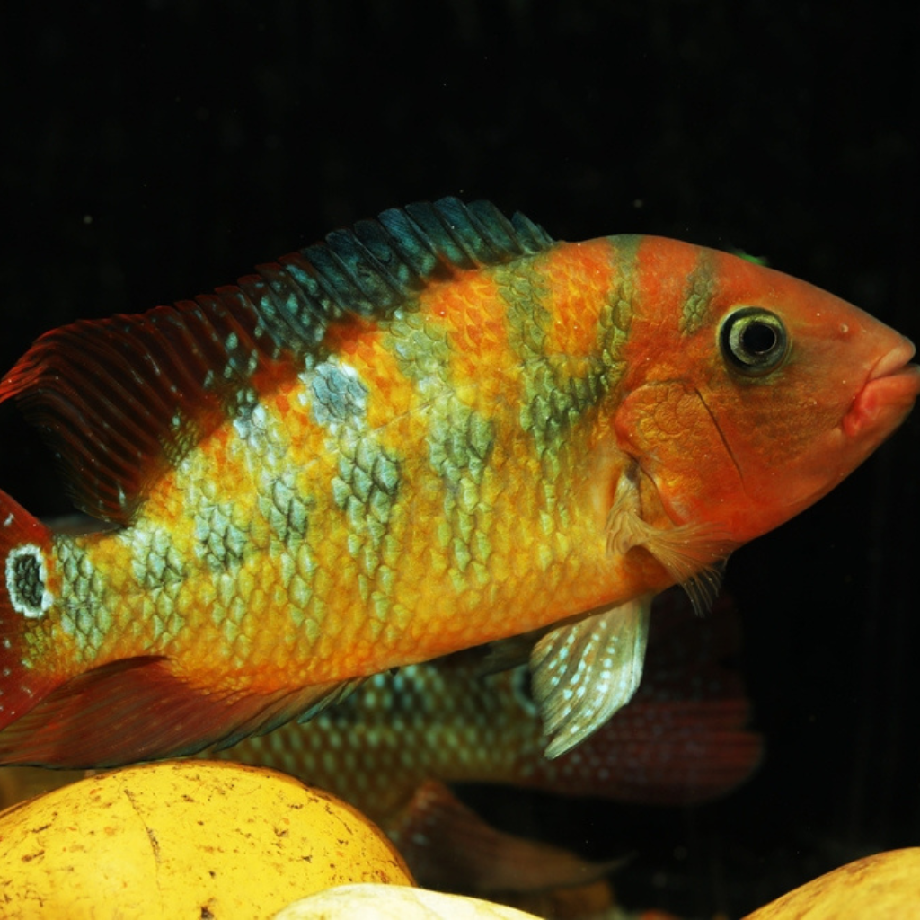 Cichlasoma festae Red Terror Cichlid Freshwater Tropical Fish 
