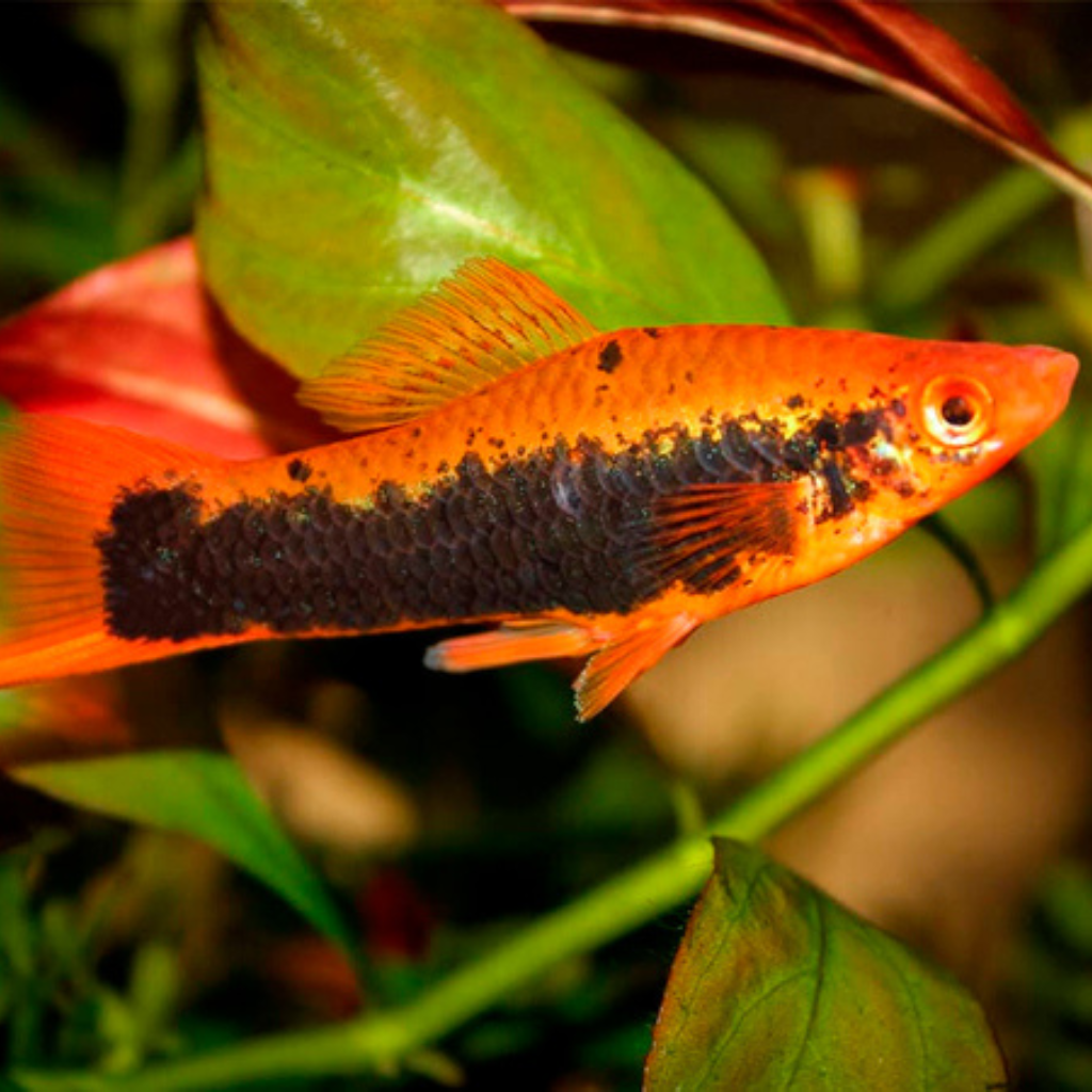 Red &amp; Black Swordtail Freshwater Tropical Fish