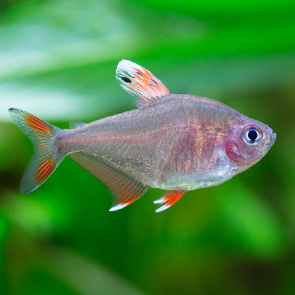 Rosy Tetra Freshwater Tropical Fish 