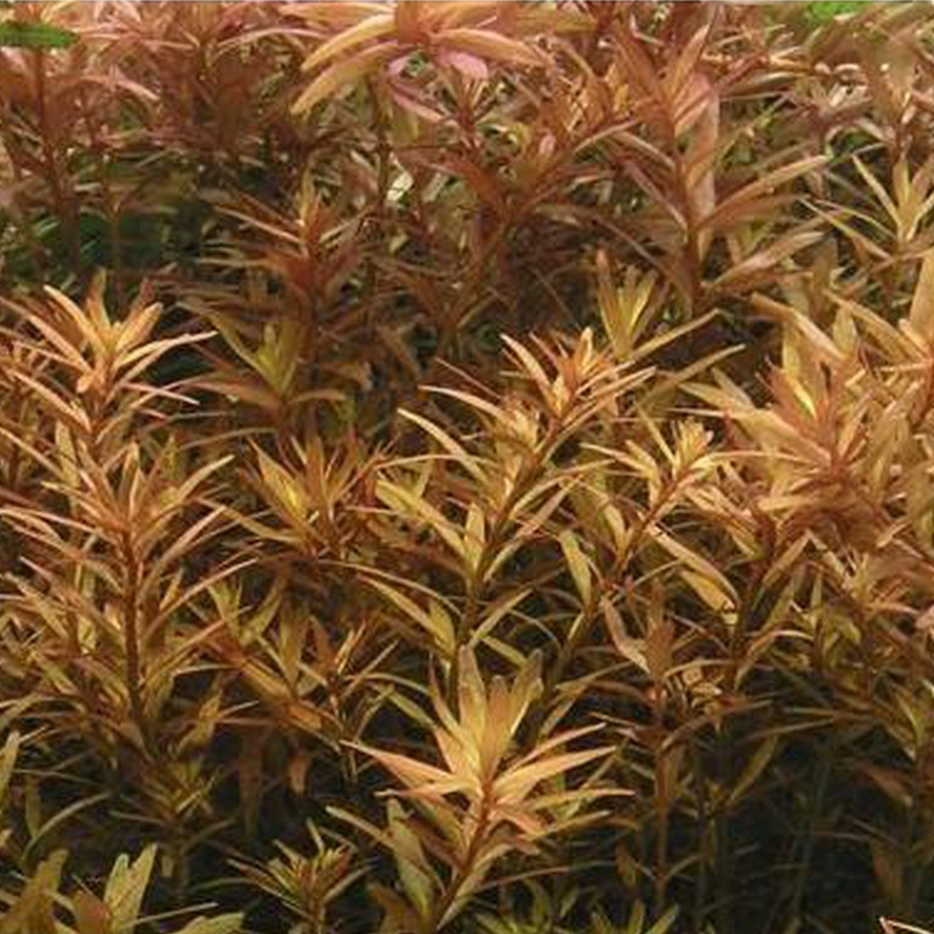 Rotala rotundifolia Aquatic Plant