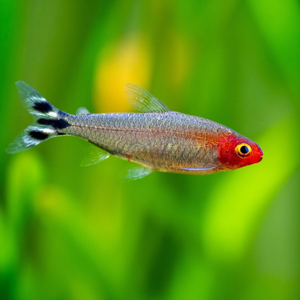 Rummy-Nose Tetra Freshwater Tropical Fish 