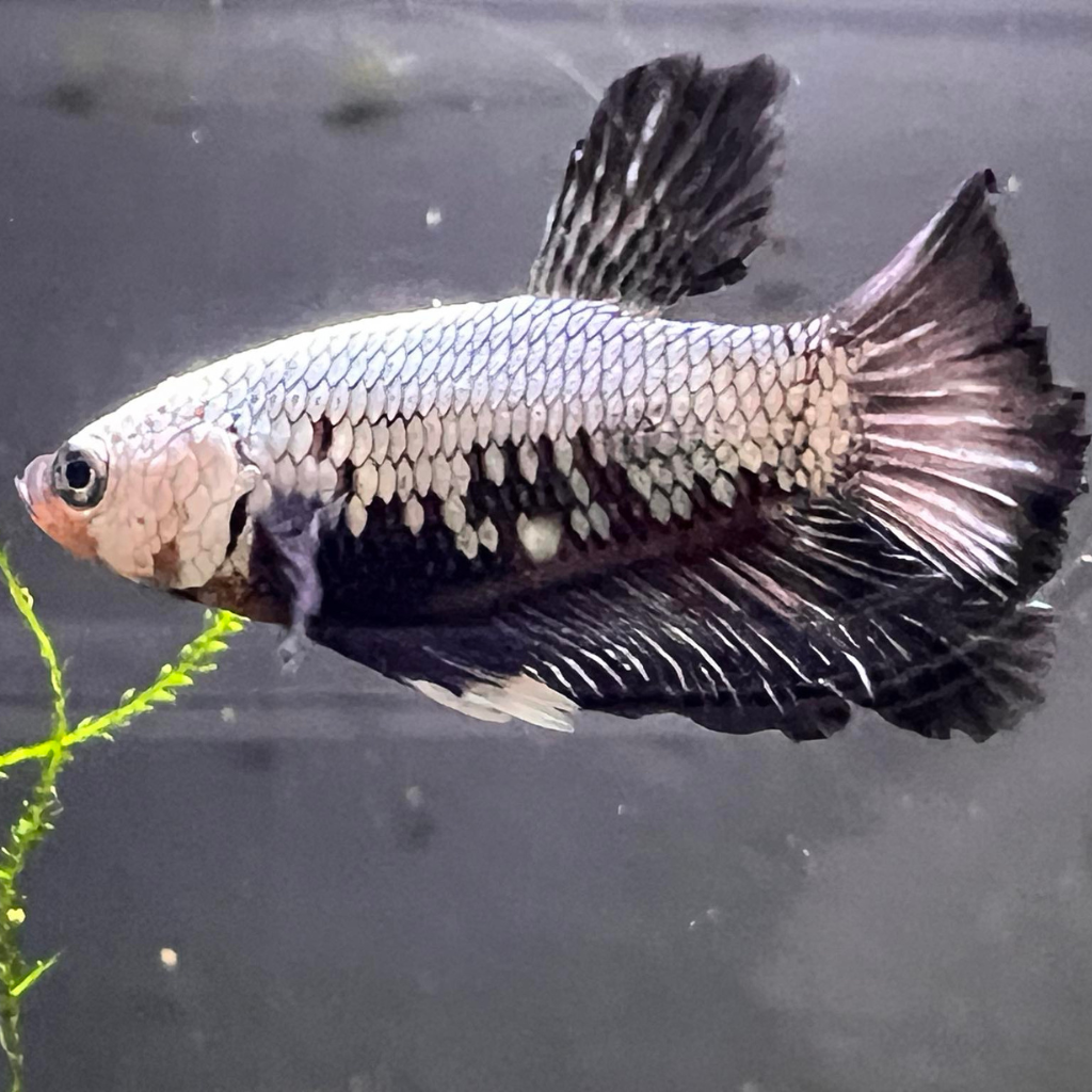 Black &amp; White Samurai Betta Freshwater Tropical Fish 