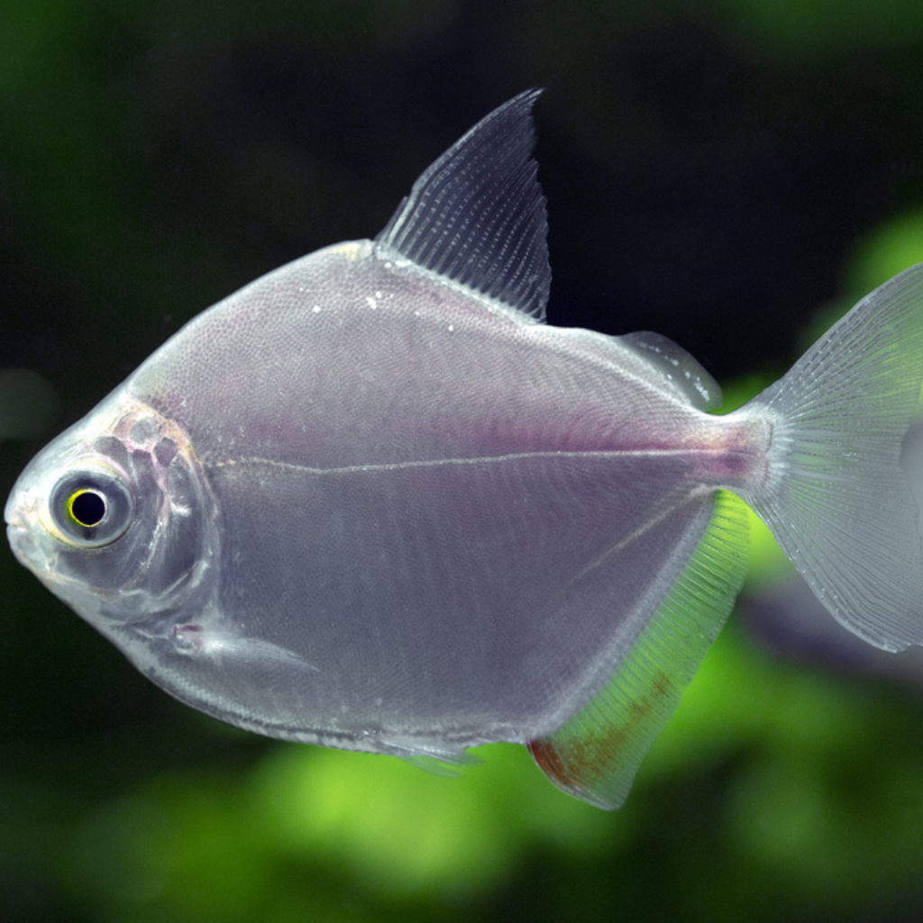 Silver Dollar Tetra Freshwater Tropical Fish 