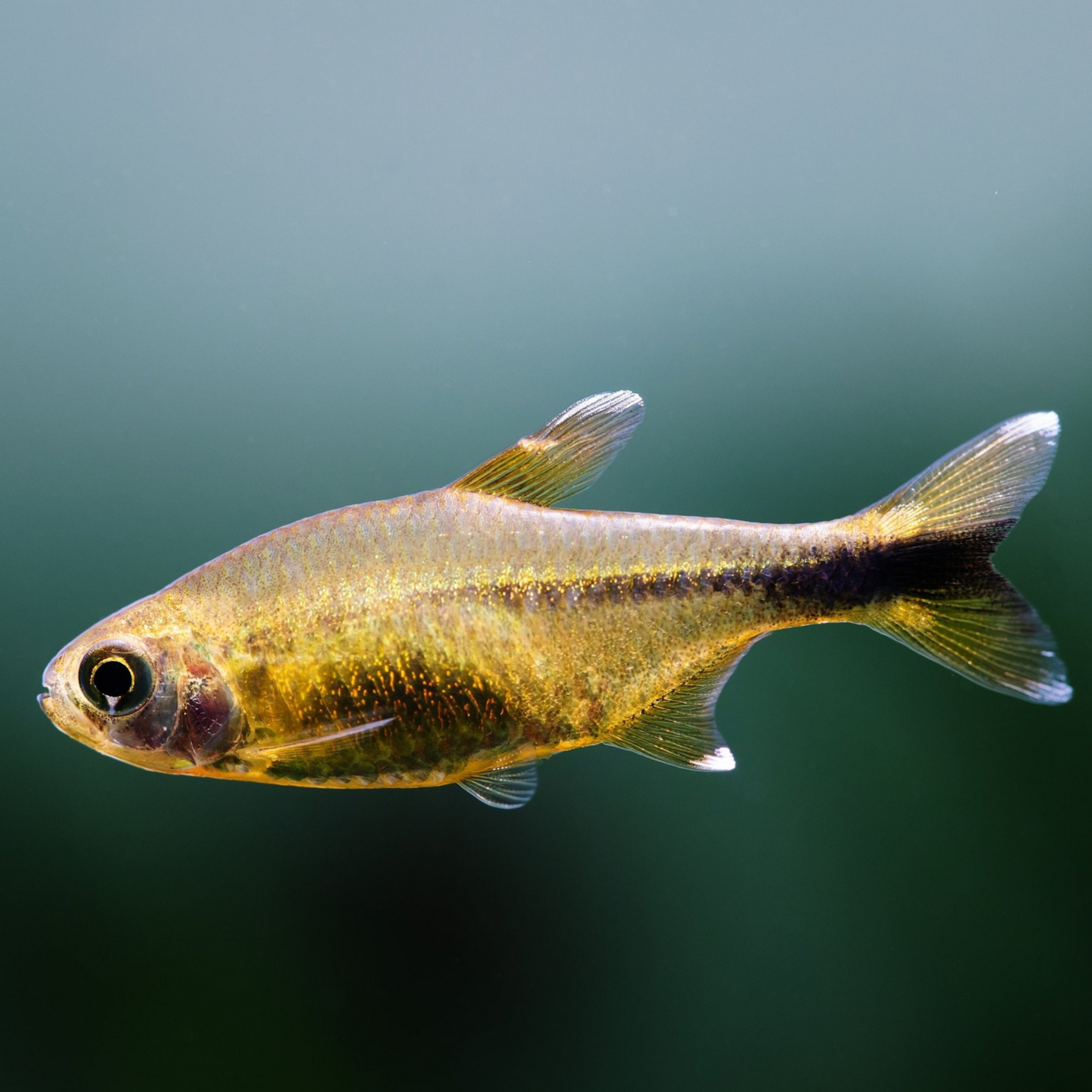 Silver Tip Tetra Freshwater Tropical FIsh 