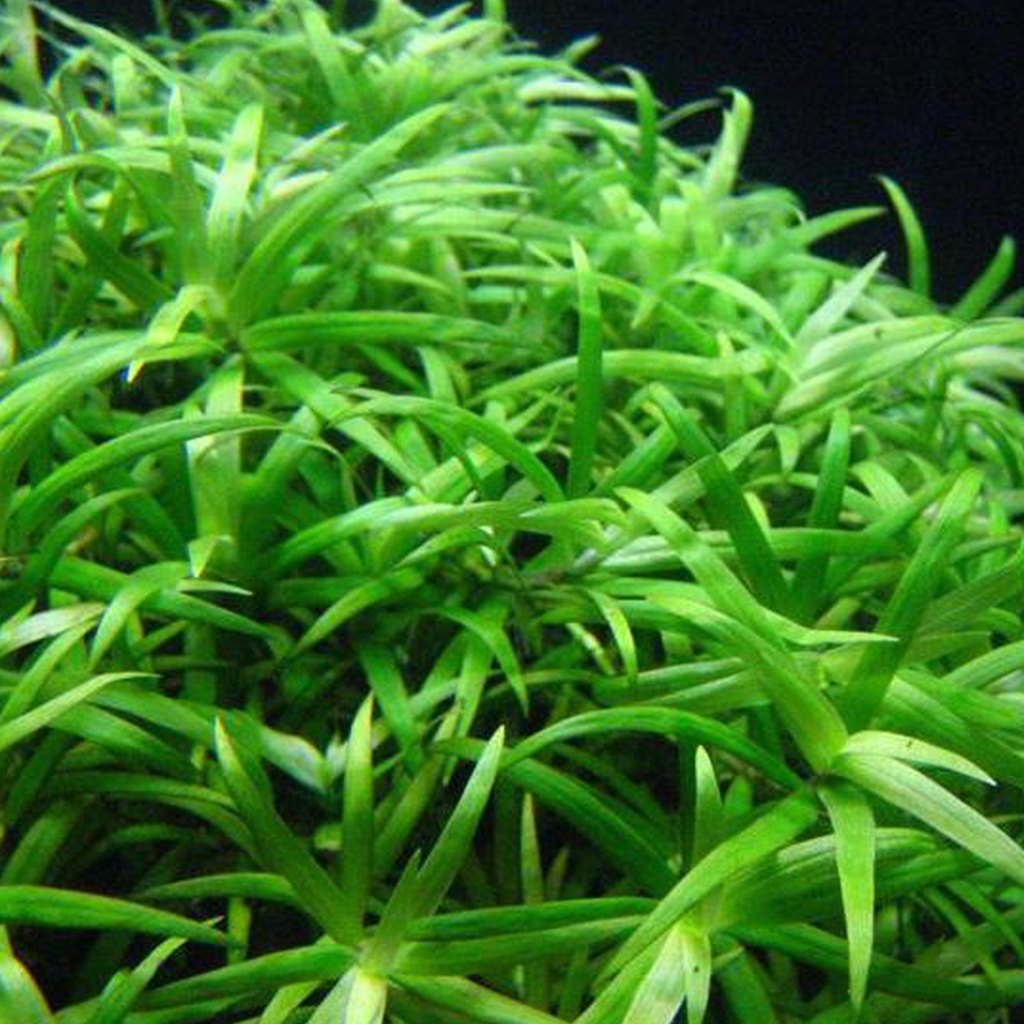 Stargrass Aquatic Plant