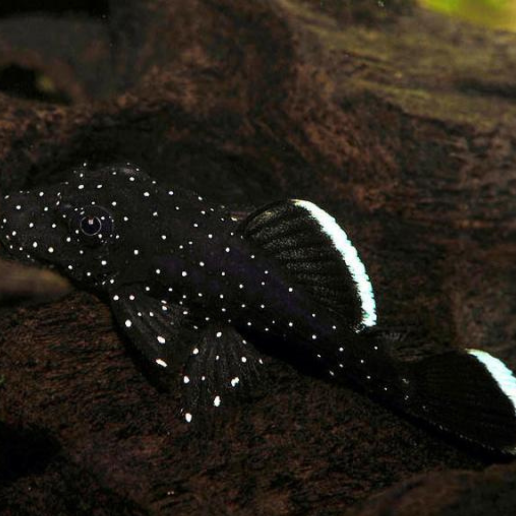 Starlight Bristlenose Pleco Freshwater Tropical Fish 
