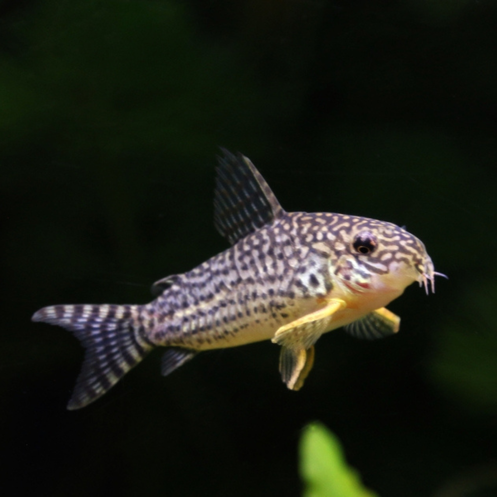 Sterbai Corydoras Freshwater Tropical Fish 