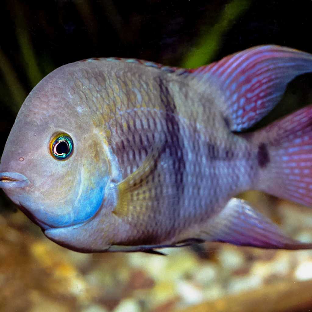 T-Bar Cichlid Freshwater Tropical Fish 