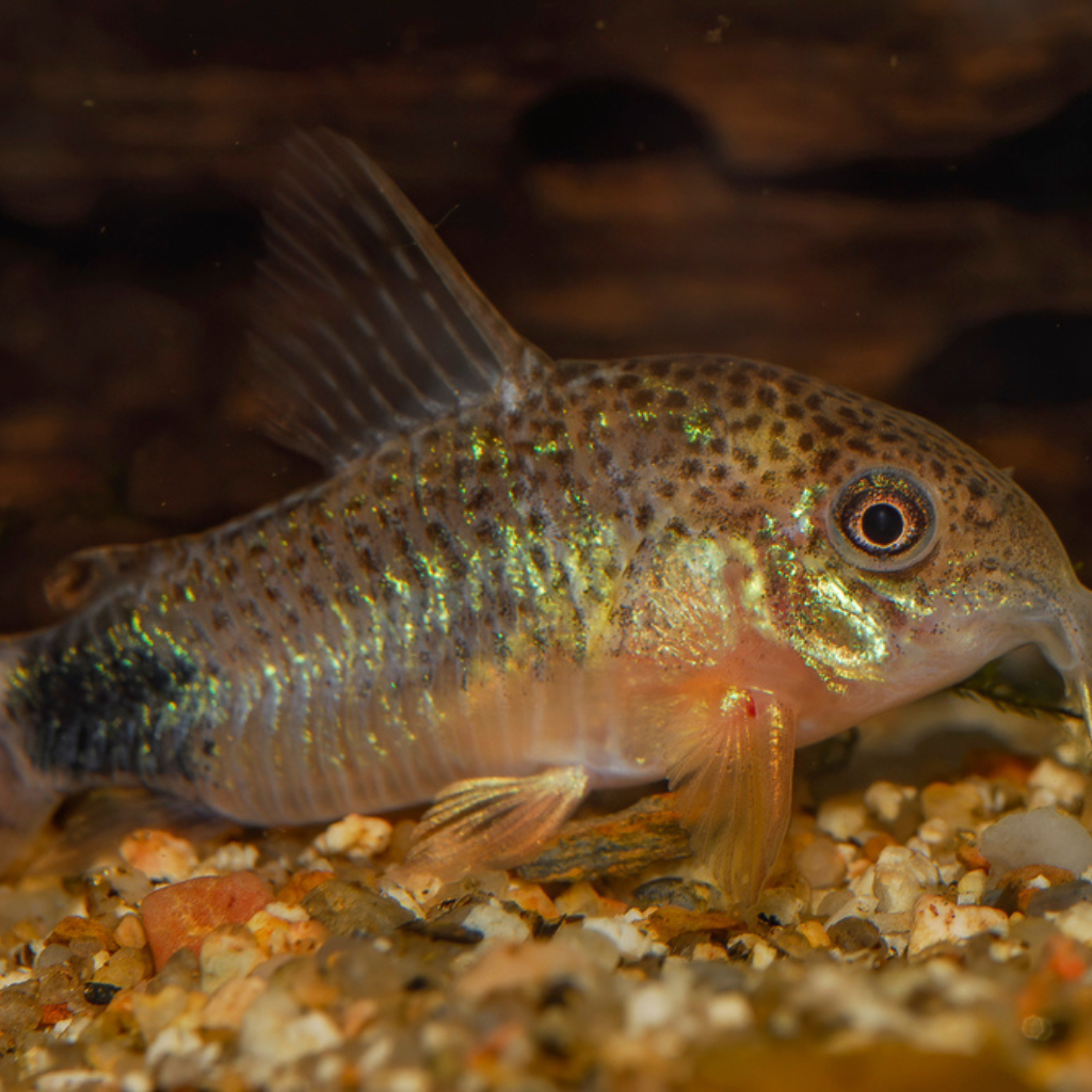 Tailspot Corydoras Catfish Freshwater Tropical Fish 