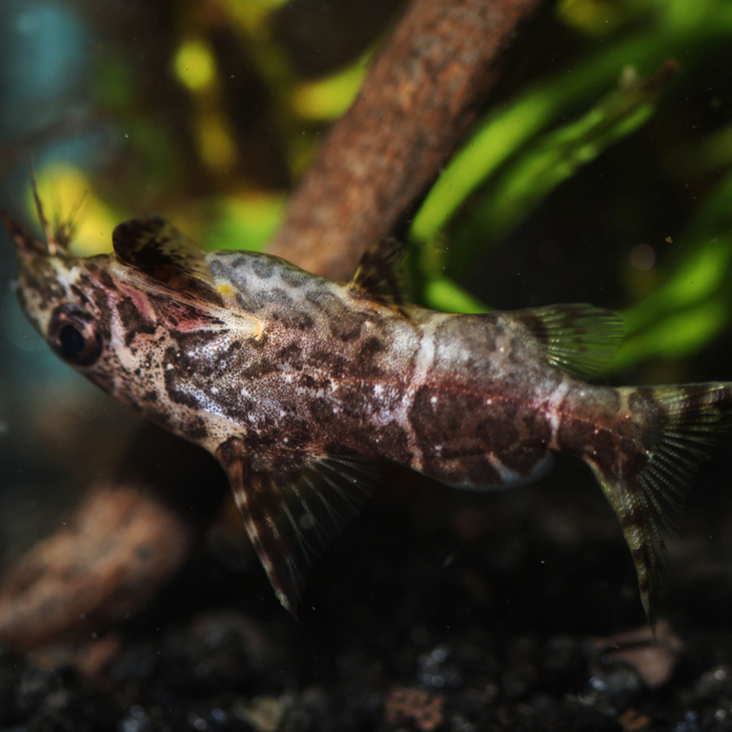 Upside Down Catfish Freshwater Tropical Fish