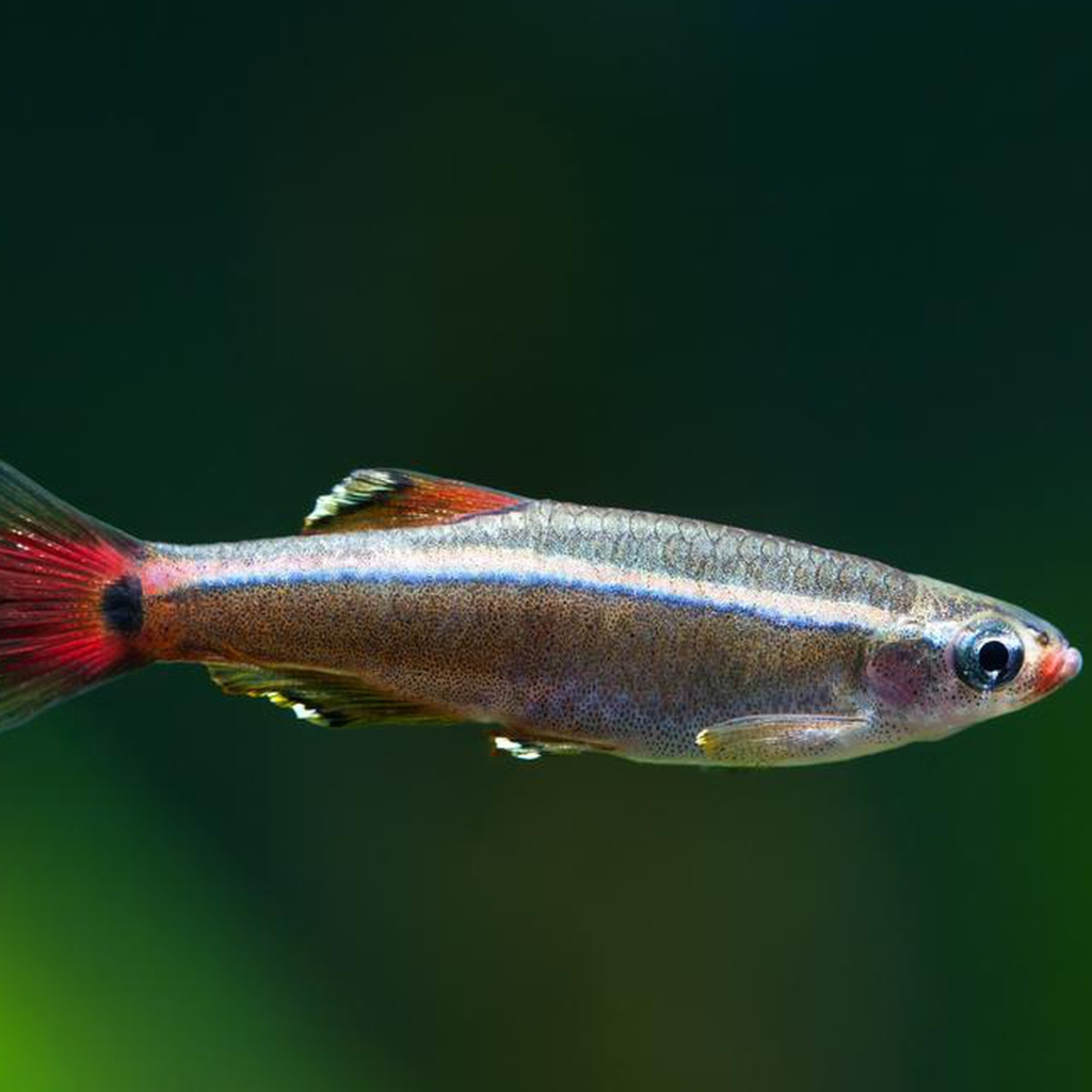 White Cloud Mountain Minnow - The Fish Room TFR