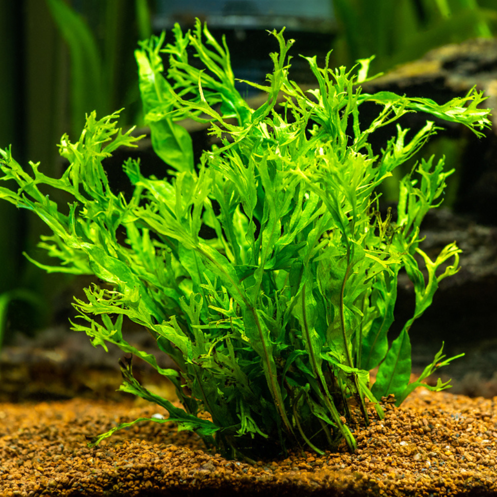 Windelov Java Fern Freshwater Aquatic Plant for Aquariums 