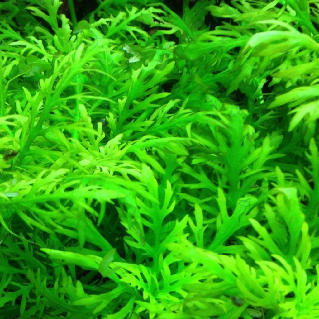 Water Wisteria Freshwater Tropical Plant 