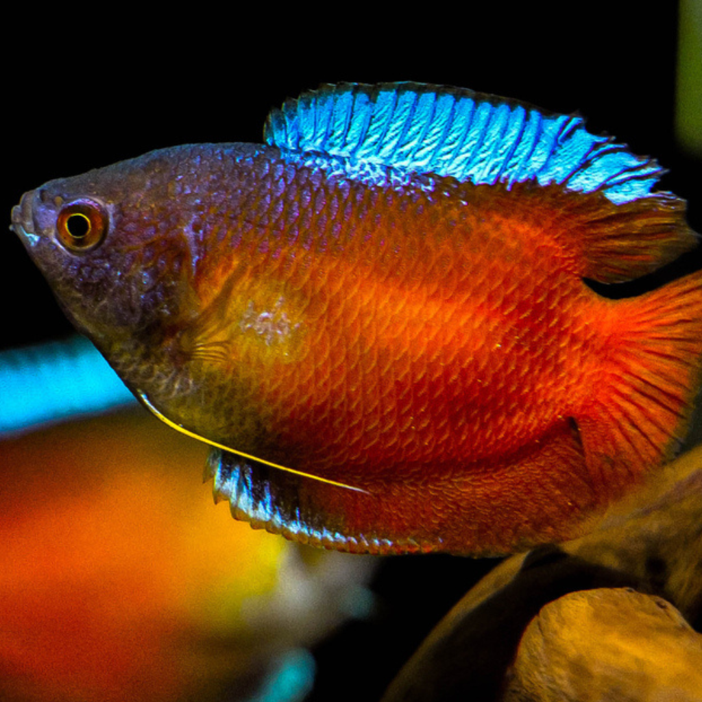Sunset Dwarf Gourami colisa lalia Freshwater Tropical Fish 