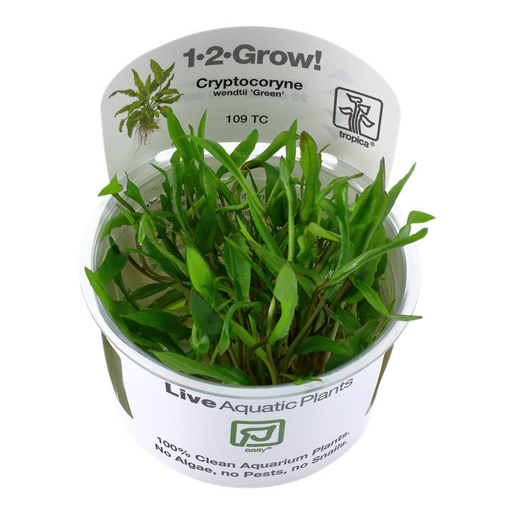 Tropica Cryptocoryne wendtii &quot;Green&quot; 1-2- Grow Tissue Culture