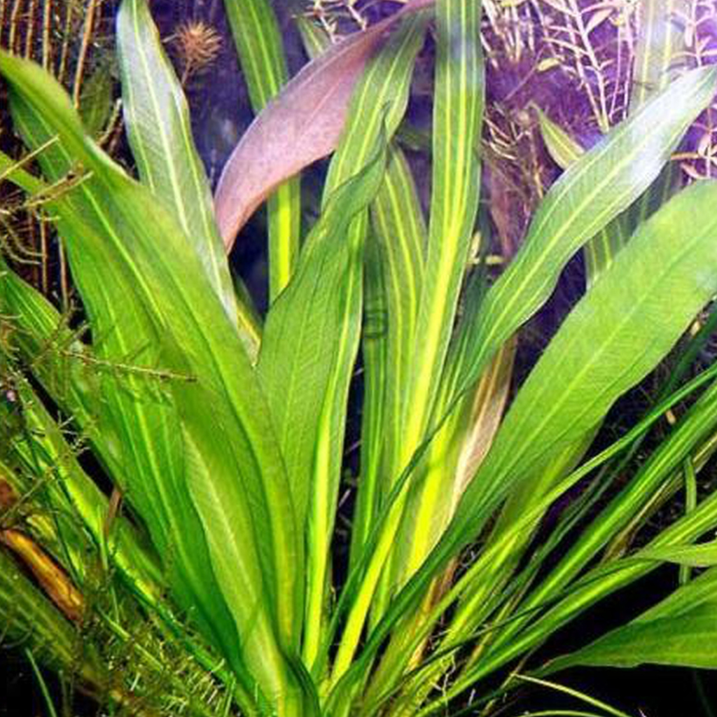Echindorus uruguayensis Aquatic Plant 