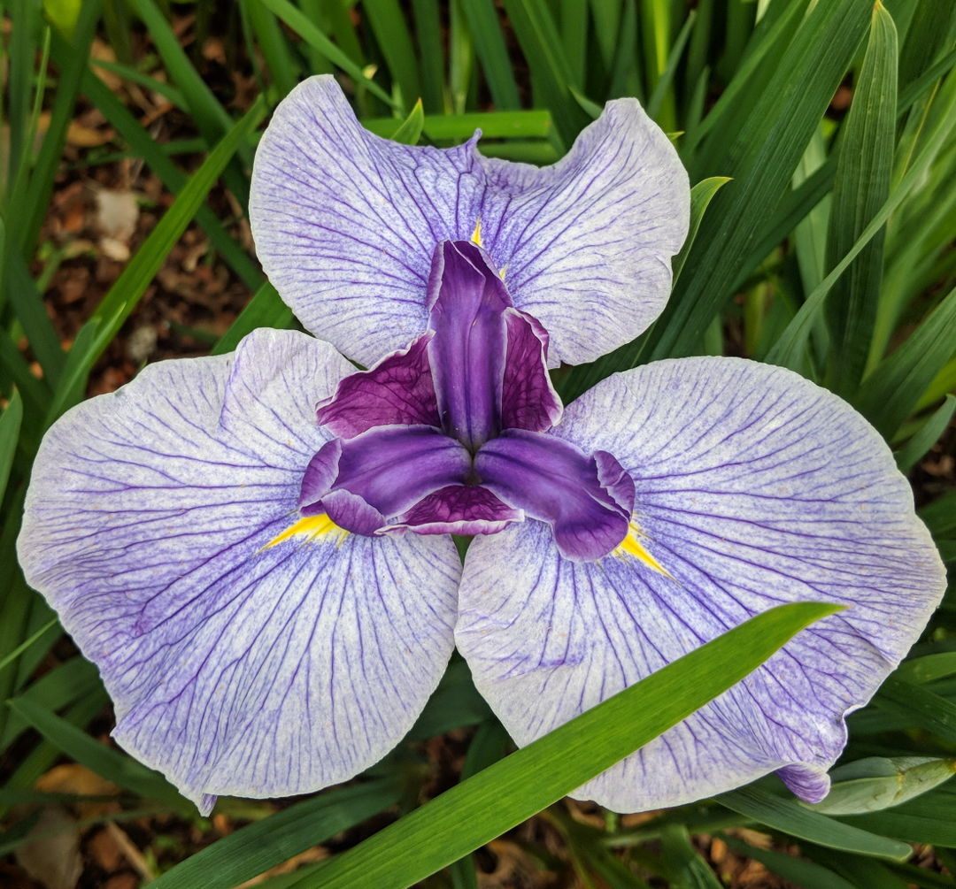 Japanese Iris