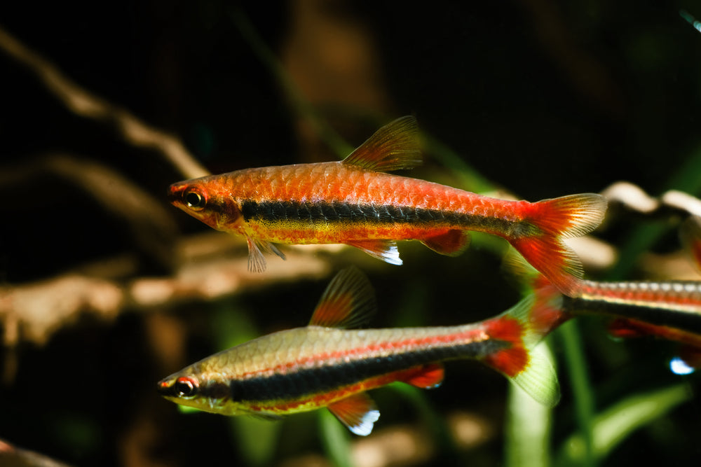 Nannostomus Beckfordi Golden Pencil Fish